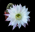 Нажмите на изображение для увеличения.

Название:	Echinopsis Hybrid 6.JPG
Просмотров:	427
Размер:	227.6 Кб
ID:	357847