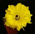 Нажмите на изображение для увеличения.

Название:	Echinopsis Hybrid 2.jpg
Просмотров:	514
Размер:	427.0 Кб
ID:	357848