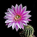 Нажмите на изображение для увеличения.

Название:	Echinopsis Hybrid 3.JPG
Просмотров:	520
Размер:	306.1 Кб
ID:	357849