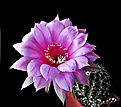 Нажмите на изображение для увеличения.

Название:	Echinopsis Hybrid 5.JPG
Просмотров:	415
Размер:	255.0 Кб
ID:	357850