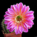 Нажмите на изображение для увеличения.

Название:	Echinopsis Hybrid 4.JPG
Просмотров:	426
Размер:	238.8 Кб
ID:	357851