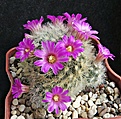 Нажмите на изображение для увеличения.

Название:	Mammillaria laui.JPG
Просмотров:	501
Размер:	457.9 Кб
ID:	357858