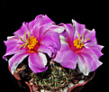 Нажмите на изображение для увеличения.

Название:	Bartschella schumanii var. globosa.JPG
Просмотров:	510
Размер:	404.6 Кб
ID:	357860