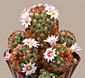 Нажмите на изображение для увеличения.

Название:	Mammillaria carmenae.jpg
Просмотров:	522
Размер:	244.8 Кб
ID:	357862