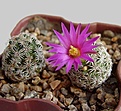 Нажмите на изображение для увеличения.

Название:	mammillaria-hernandezii.jpg
Просмотров:	530
Размер:	273.0 Кб
ID:	357863