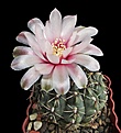 Нажмите на изображение для увеличения.

Название:	Gymnocalycium baldianum.jpg
Просмотров:	482
Размер:	276.3 Кб
ID:	357869