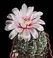 Нажмите на изображение для увеличения.

Название:	Gymnocalycium baldianum.jpg
Просмотров:	395
Размер:	276.3 Кб
ID:	357869