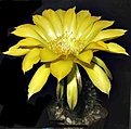Нажмите на изображение для увеличения.

Название:	Echinopsis Hybrid 7.jpg
Просмотров:	459
Размер:	276.3 Кб
ID:	357871