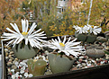 Нажмите на изображение для увеличения.

Название:	Lithops       karasmontana.JPG
Просмотров:	482
Размер:	243.7 Кб
ID:	357881