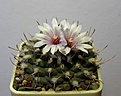Нажмите на изображение для увеличения.

Название:	Turbinicarpus_bonatzii_MZ587_9y.JPG
Просмотров:	200
Размер:	67.2 Кб
ID:	357998