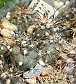 Нажмите на изображение для увеличения.

Название:	Copiapoa griseoviolacea GM1577.JPG
Просмотров:	324
Размер:	245.5 Кб
ID:	358001