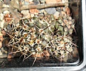 Нажмите на изображение для увеличения.

Название:	Pyrrhocactus bulboсalyx VG1410.JPG
Просмотров:	332
Размер:	197.2 Кб
ID:	358005