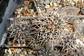 Нажмите на изображение для увеличения.

Название:	Pyrrhocactus sp. JN 461 (pink spine), Tambillos, Mendoza, Argentina.JPG
Просмотров:	240
Размер:	222.3 Кб
ID:	358006