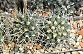 Нажмите на изображение для увеличения.

Название:	Pyrrhocactus stransianus( multicolorispinus TYP JN 442, Presa Agua del Toro, Mendoza, Argentina).JPG
Просмотров:	351
Размер:	247.6 Кб
ID:	358007