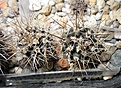 Нажмите на изображение для увеличения.

Название:	Pyrrhocactus strausianus VG1151.JPG
Просмотров:	364
Размер:	213.6 Кб
ID:	358008