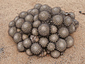 Нажмите на изображение для увеличения.

Название:	copiapoa-cinerascens.jpg
Просмотров:	307
Размер:	222.7 Кб
ID:	358087
