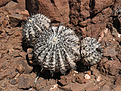 Нажмите на изображение для увеличения.

Название:	copiapoa-cinerea.jpg
Просмотров:	308
Размер:	221.6 Кб
ID:	358088