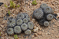 Нажмите на изображение для увеличения.

Название:	copiapoa-grandiflora.jpg
Просмотров:	318
Размер:	202.0 Кб
ID:	358089