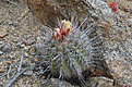 Нажмите на изображение для увеличения.

Название:	copiapoa-marginata.jpg
Просмотров:	308
Размер:	225.3 Кб
ID:	358090