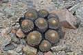 Нажмите на изображение для увеличения.

Название:	copiapoa-serpentisulcata.jpg
Просмотров:	299
Размер:	250.3 Кб
ID:	358091
