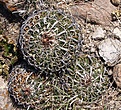 Нажмите на изображение для увеличения.

Название:	Echinofossulocactus spec. RUS-073   фото Евгения Сафронова.jpg
Просмотров:	285
Размер:	161.5 Кб
ID:	358129