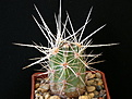 Нажмите на изображение для увеличения.

Название:	Echinocereus hancockii 2010_09.jpg
Просмотров:	264
Размер:	286.9 Кб
ID:	358132