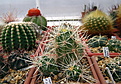 Нажмите на изображение для увеличения.

Название:	Echinocereus hancockii 2012_12.jpg
Просмотров:	267
Размер:	234.3 Кб
ID:	358133