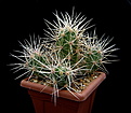 Нажмите на изображение для увеличения.

Название:	Echinocereus hancockii 2013_09.jpg
Просмотров:	273
Размер:	215.9 Кб
ID:	358134