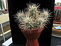 Нажмите на изображение для увеличения.

Название:	Echinocereus hancockii 2016-01.JPG
Просмотров:	268
Размер:	228.8 Кб
ID:	358135