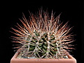 Нажмите на изображение для увеличения.

Название:	Gymnocalycium pungens.JPG
Просмотров:	1589
Размер:	293.1 Кб
ID:	358137