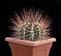 Нажмите на изображение для увеличения.

Название:	Gymnocalycium pungens2.JPG
Просмотров:	1552
Размер:	236.3 Кб
ID:	358138