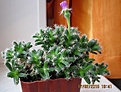Нажмите на изображение для увеличения.

Название:	IMG_6620 (1000x758).jpg
Просмотров:	255
Размер:	483.4 Кб
ID:	358180
