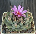 Нажмите на изображение для увеличения.

Название:	Turbinicarpus_alonsoi_RS546_7y.JPG
Просмотров:	215
Размер:	106.1 Кб
ID:	358181