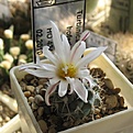 Нажмите на изображение для увеличения.

Название:	Turbinicarpus_hoferi_HO434_6y.JPG
Просмотров:	220
Размер:	94.7 Кб
ID:	358182