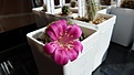 Нажмите на изображение для увеличения.

Название:	Rebutia violaciflora_20.02.2016.JPG
Просмотров:	212
Размер:	204.4 Кб
ID:	358183