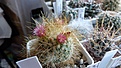Нажмите на изображение для увеличения.

Название:	Mammillaria rekoi v. leptocantha.JPG
Просмотров:	200
Размер:	381.3 Кб
ID:	358224