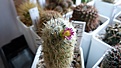 Нажмите на изображение для увеличения.

Название:	Mammillaria microchelia ML 285 .JPG
Просмотров:	217
Размер:	290.9 Кб
ID:	358225
