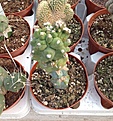 Нажмите на изображение для увеличения.

Название:	Echinopsis Subdenudata Mostruosa.jpg
Просмотров:	273
Размер:	452.2 Кб
ID:	358226