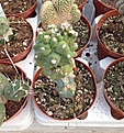 Нажмите на изображение для увеличения.

Название:	Echinopsis Subdenudata Mostruosa.jpg
Просмотров:	208
Размер:	452.2 Кб
ID:	358226