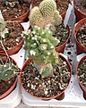 Нажмите на изображение для увеличения.

Название:	Echinopsis Subdenudata Mostruosa2.jpg
Просмотров:	252
Размер:	402.6 Кб
ID:	358227