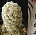 Нажмите на изображение для увеличения.

Название:	theresae_albiflora_-_600p
Просмотров:	317
Размер:	217.5 Кб
ID:	358253