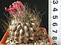 Нажмите на изображение для увеличения.

Название:	pseudolaniceps_400p
Просмотров:	322
Размер:	223.7 Кб
ID:	358261