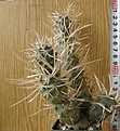 Нажмите на изображение для увеличения.

Название:	articulatus_papyracanthus_VG387_-_900p
Просмотров:	322
Размер:	193.8 Кб
ID:	358271
