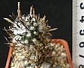 Нажмите на изображение для увеличения.

Название:	flaviflorus_-_250p
Просмотров:	320
Размер:	143.7 Кб
ID:	358278