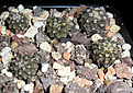 Нажмите на изображение для увеличения.

Название:	Copiapoa cаlderana.JPG
Просмотров:	242
Размер:	186.0 Кб
ID:	358284