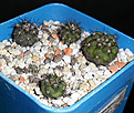 Нажмите на изображение для увеличения.

Название:	Copiapoa cinerea (tenebrosa aff. Esmeralda).JPG
Просмотров:	242
Размер:	150.0 Кб
ID:	358285