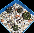Нажмите на изображение для увеличения.

Название:	Copiapoa cinerea (tenebrosa aff. Еsmeralda).JPG
Просмотров:	244
Размер:	183.2 Кб
ID:	358286