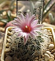 Нажмите на изображение для увеличения.

Название:	Gymnocactus_knuthianus_MZ726_4y.JPG
Просмотров:	211
Размер:	132.7 Кб
ID:	358350