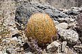 Нажмите на изображение для увеличения.

Название:	les 013 Pyrrhocactus eriosyzoides DSC05316.jpg
Просмотров:	267
Размер:	307.4 Кб
ID:	358370
