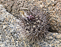 Нажмите на изображение для увеличения.

Название:	les 034 Pyrrhocactus sp.DSC05887.jpg
Просмотров:	260
Размер:	364.0 Кб
ID:	358373